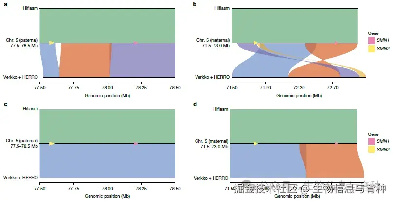 图3 | HG002组装与HG002 T2T Q100参考基因组在SMN1和SMN2区域的比较