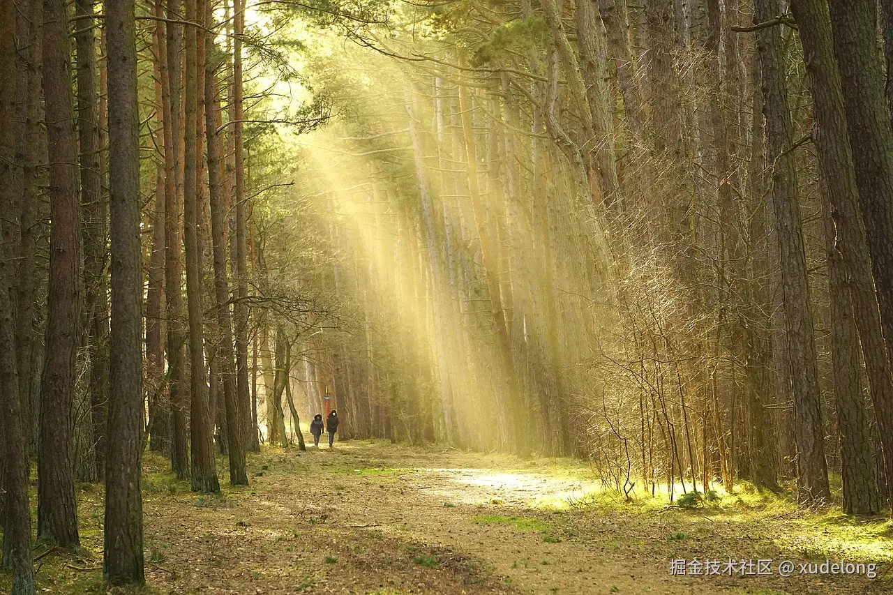 forest-7179046_1280.jpg