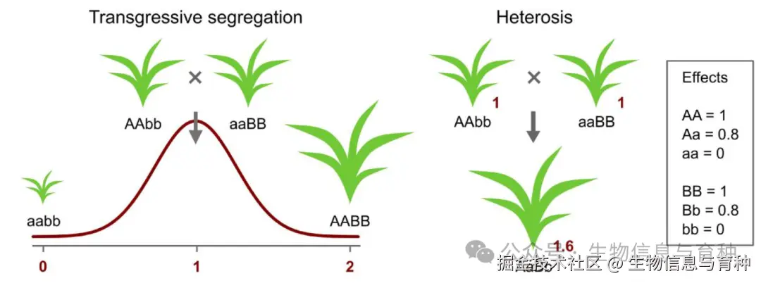 图2. 超亲分离（左）和杂种优势（右）原理的简单图示。