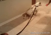 try.gif