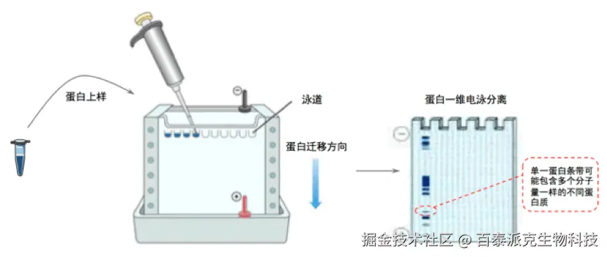 20221219-3253-蛋白质一维电泳分离.png