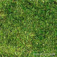 grass.jpg