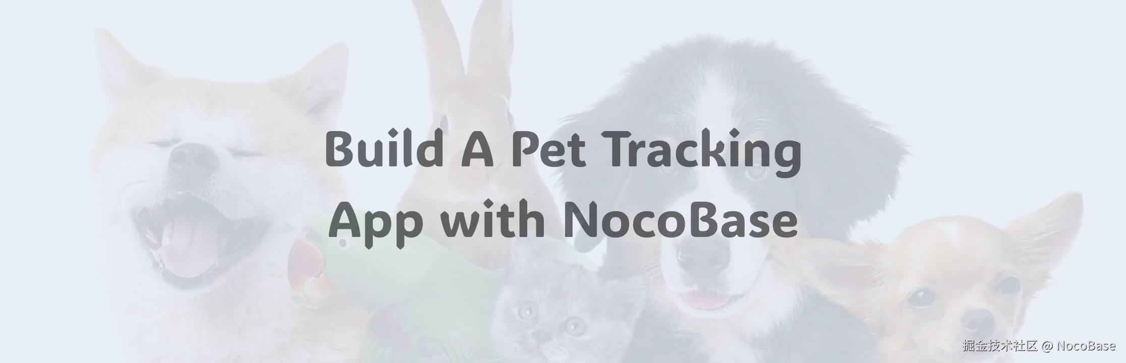 Pet Tracking Application.png