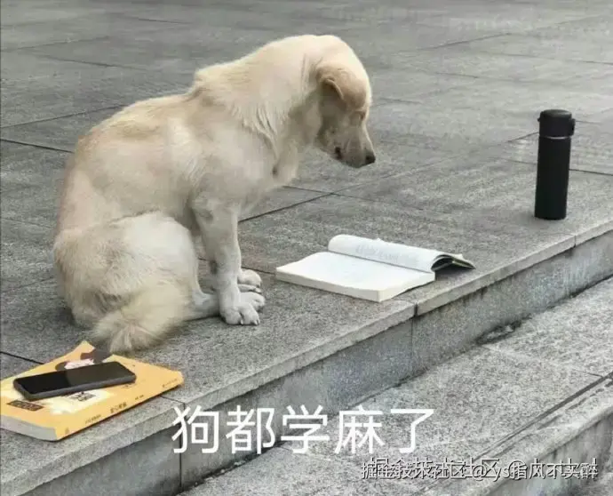 狗都写麻了.webp
