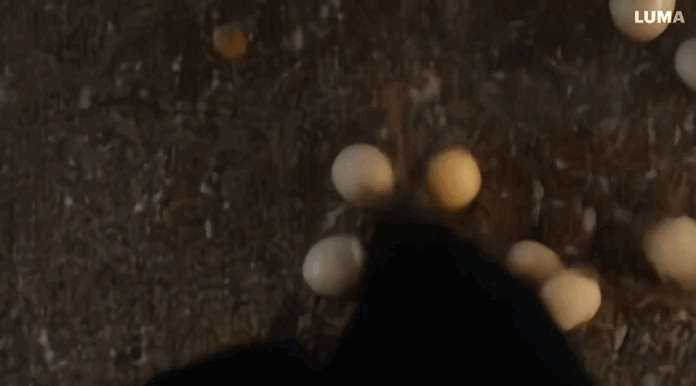 鸡蛋.gif