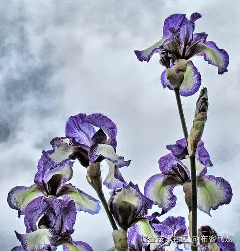 Irises