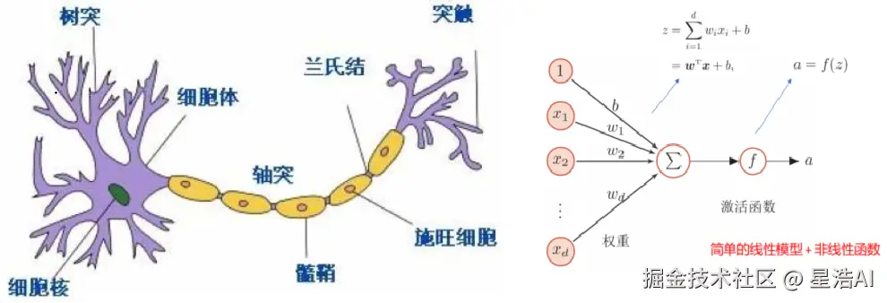 神经元和激活函数.png