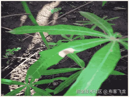 包含背景、植物、外部、绿色的图像 - 自动生成的描述