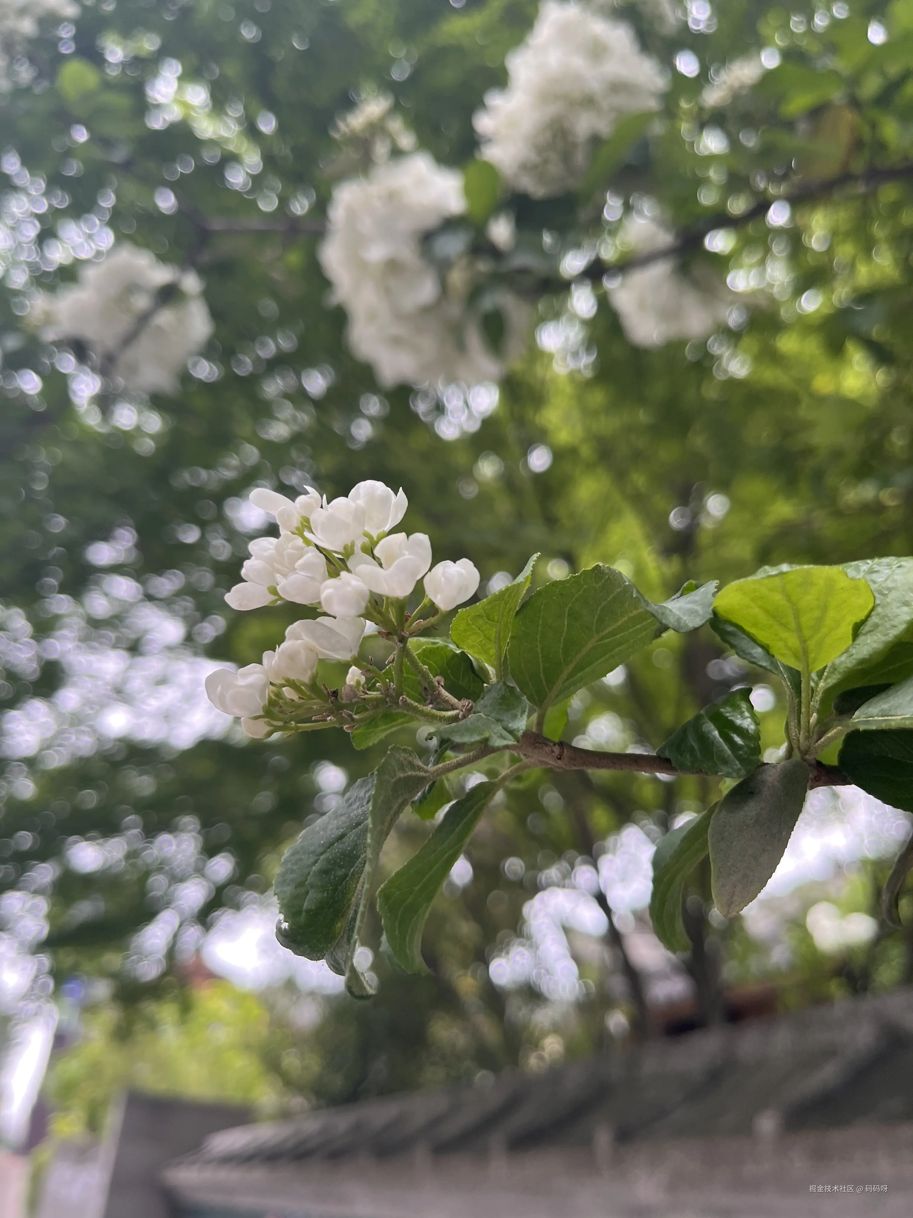 IMG_0945.jpeg