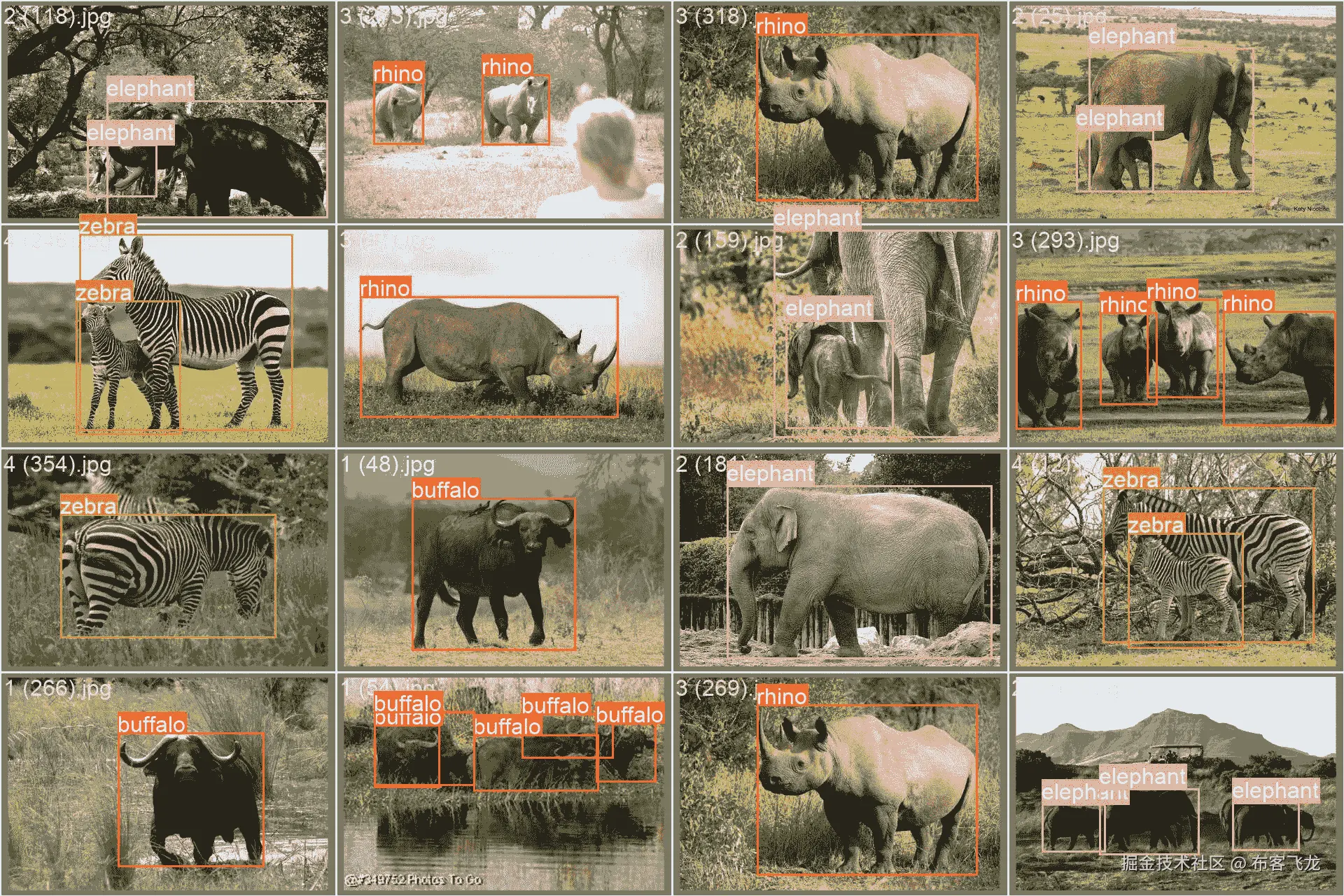 非洲野生动物数据集示例图像