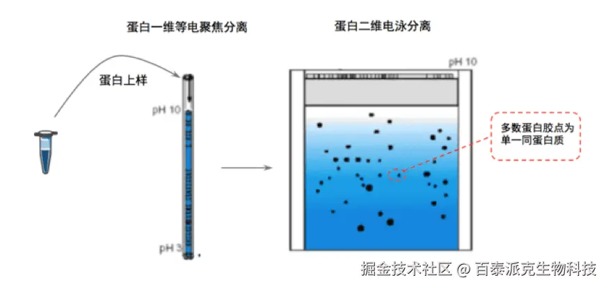 20221219-4090-蛋白质二维电泳分离.png