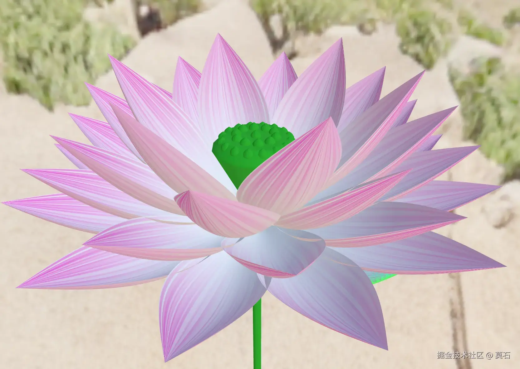 莲花.webp