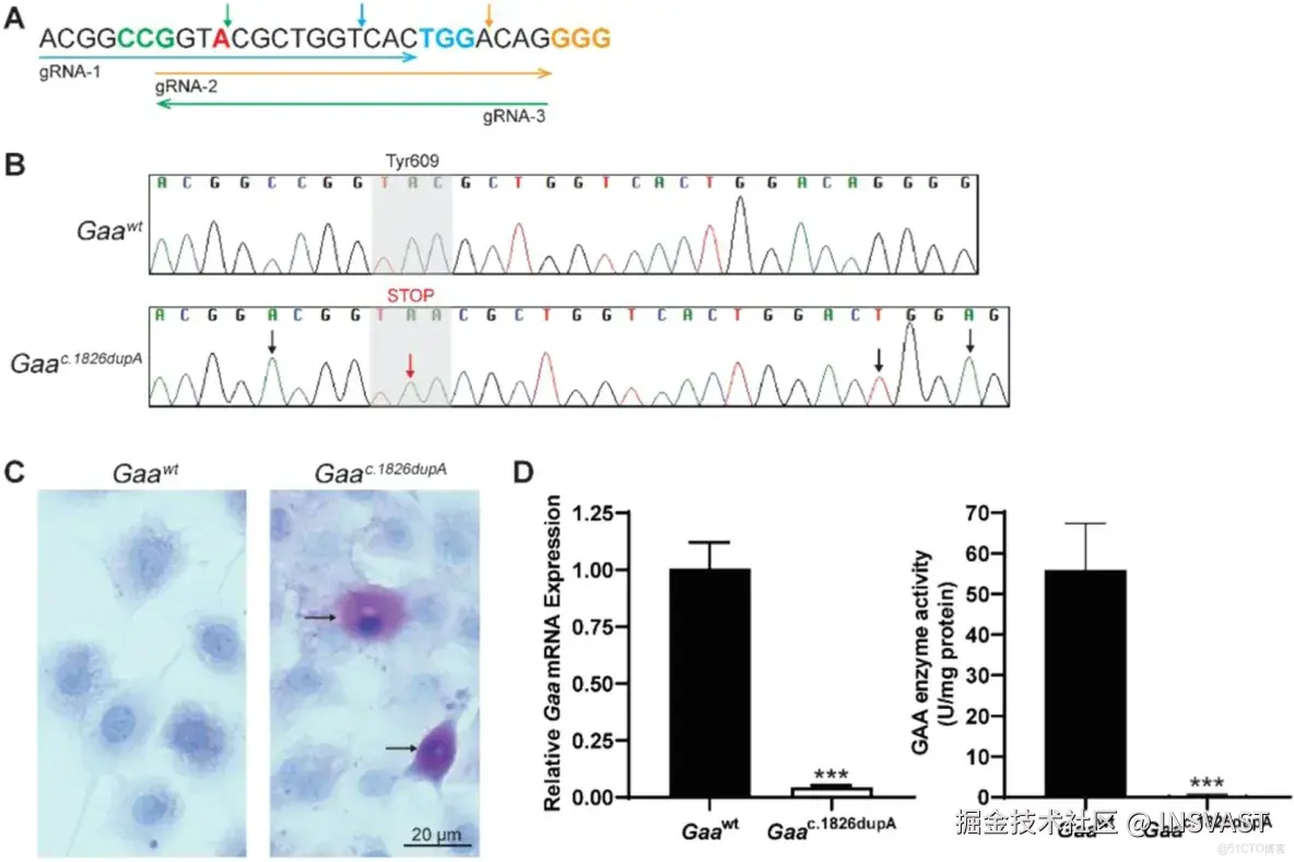 文献解读-CRISPR-Cas9 generated Pompe knock-in murine model exhibits early-onset hypertrophic cardiomyopa_基因编辑技术_04