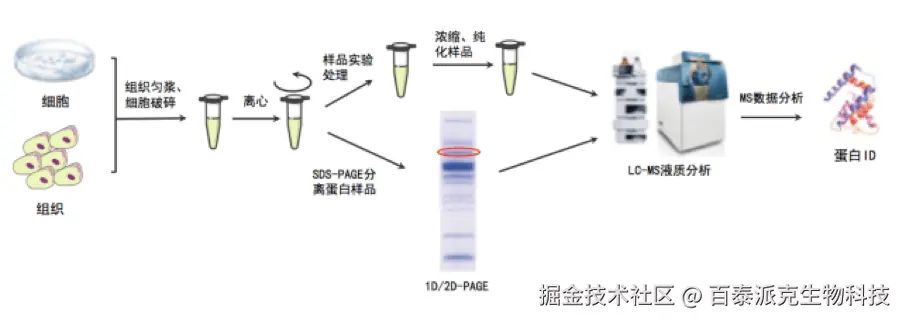 20221219-1596-蛋白质质谱分析一般流程.png