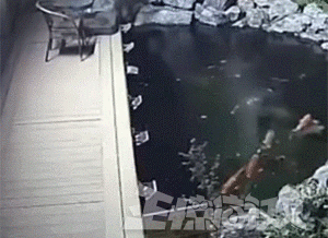 BSpTLcbspksatoj.gif!a-3-540x.gif