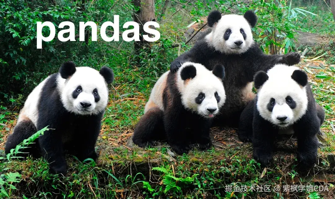 Pandas