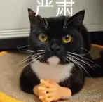 屏幕截图 2024-12-20 001606.png