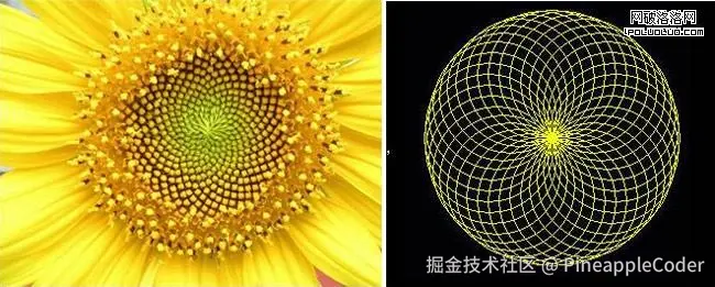 斐波那契数列在自然界中的体现