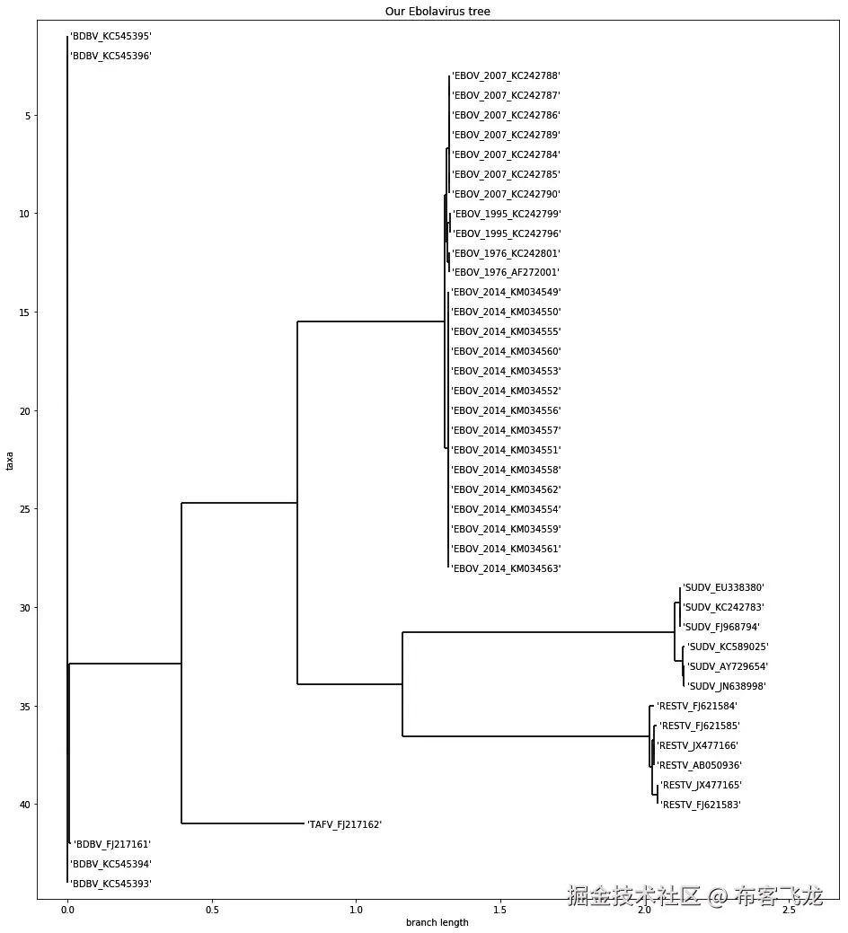 图 7.2 – 我们使用 RAxML 生成的所有埃博拉病毒的系统发育树