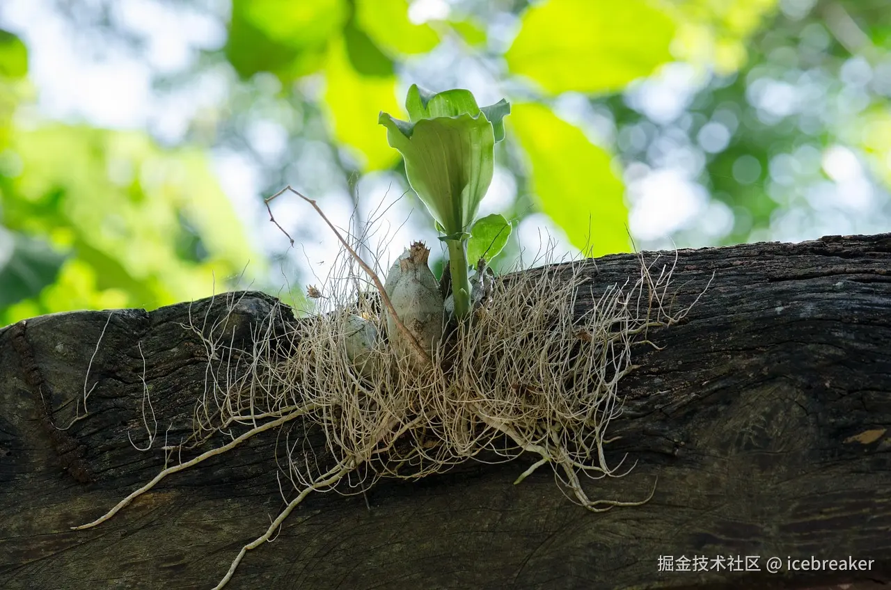root-3787121_1280.jpg