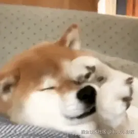 小柴柴揉眼睛动画.gif