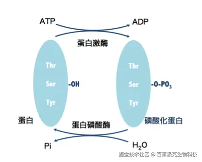20221219-7333-蛋白质磷酸化修饰反应.png
