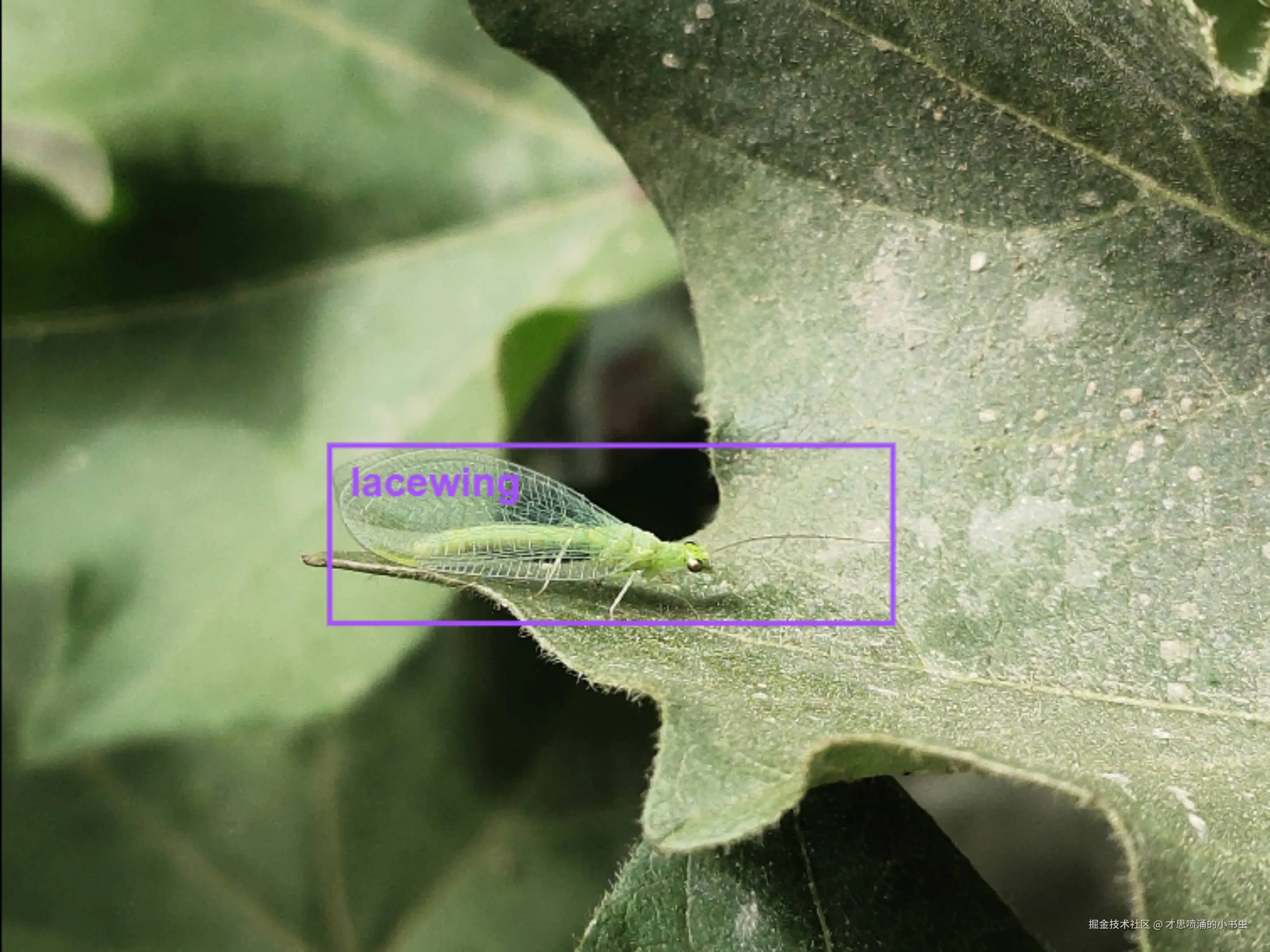 图5 草青灵检测.jpeg